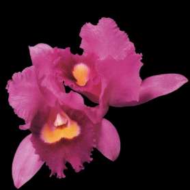OPETH - Orchid - Cd