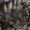 PESTILENTIAL SHADOWS - Wretch - Lp Color Ambar